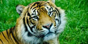 Niezwykłe zwyczaje zwierząt – zachowania, których nie znałeś